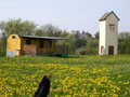 Unser Hofhund Mops mit kleinem Hofpanorama