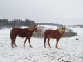 Unsere Blondies - Rossini und Rossati - auf der Koppel im Schnee